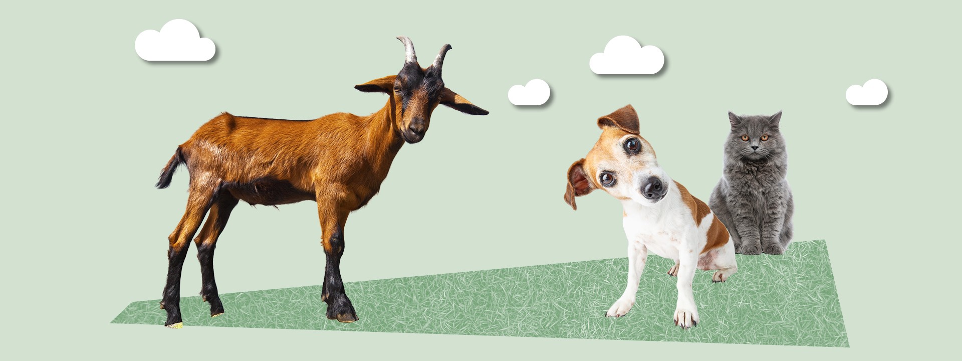 Hund, Katze und Ziege